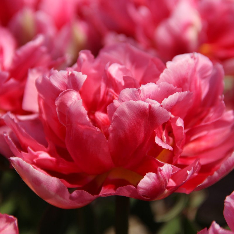 Tulipa 'Renoir'