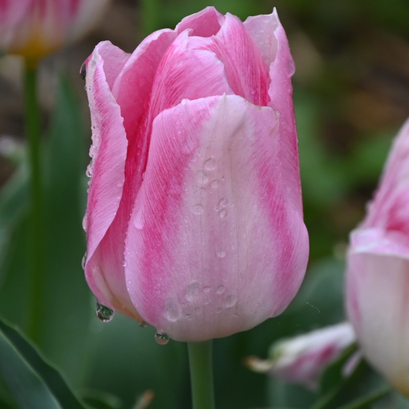 Tulipa 'Rosamunde Huykman'