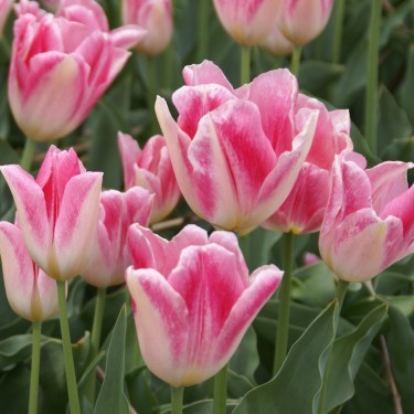 Tulipa 'Rosamunde Huykman'