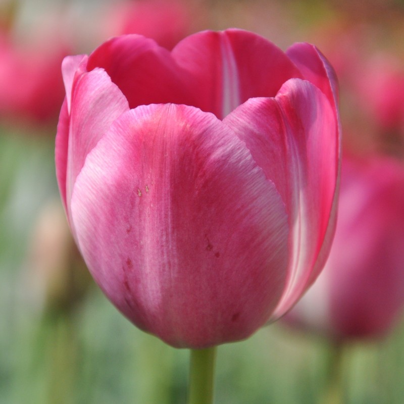 Tulipa 'Roses des Dames'