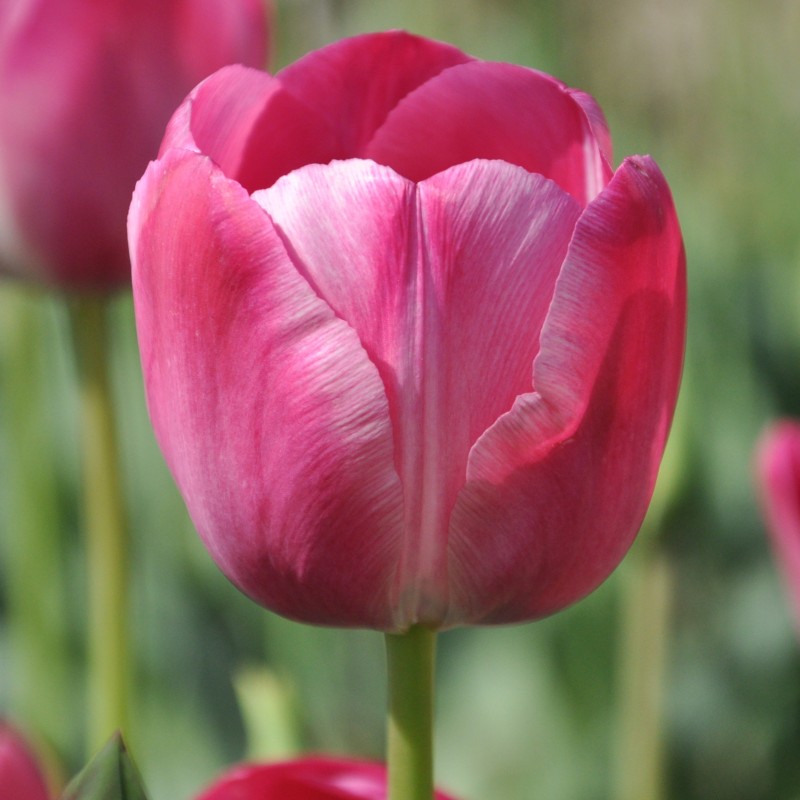 Tulipa 'Roses des Dames'