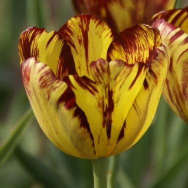 Tulipa 'Royal Souvereign'
