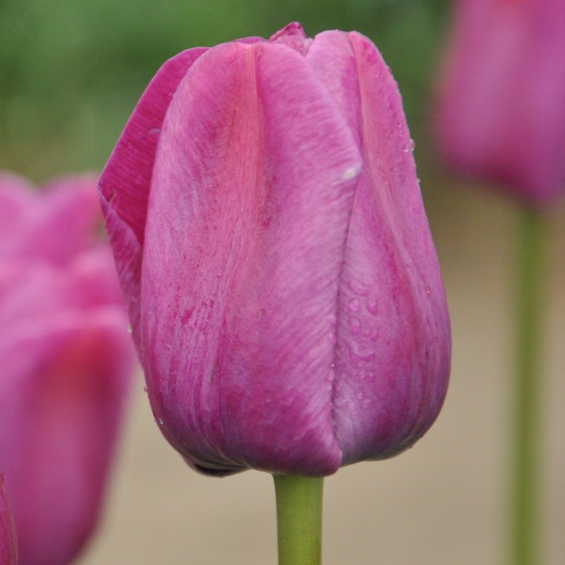 Tulipa 'Sanspareille'