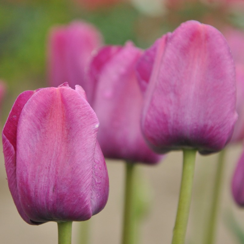 Tulipa 'Sanspareille'