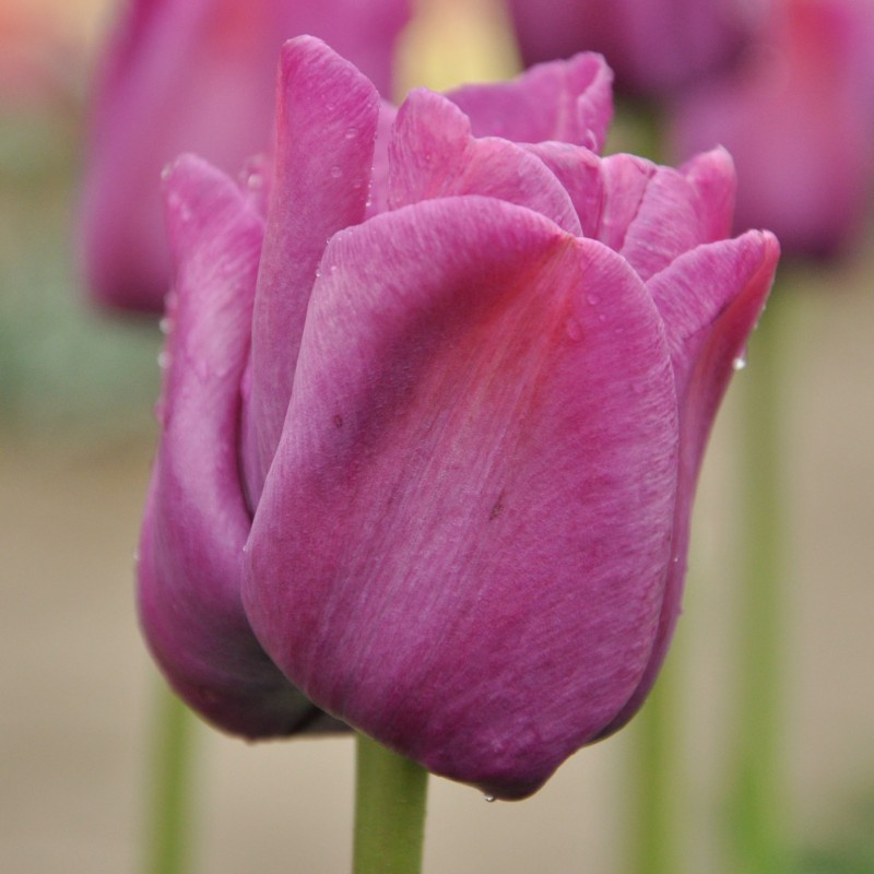 Tulipa 'Sanspareille'