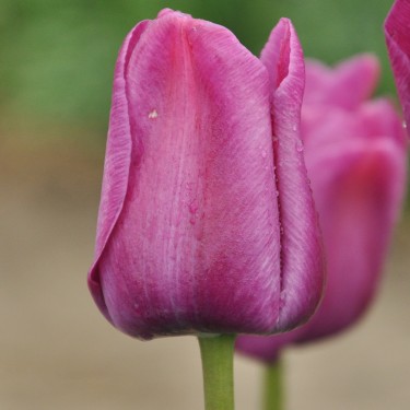 Tulipa 'Sanspareille'