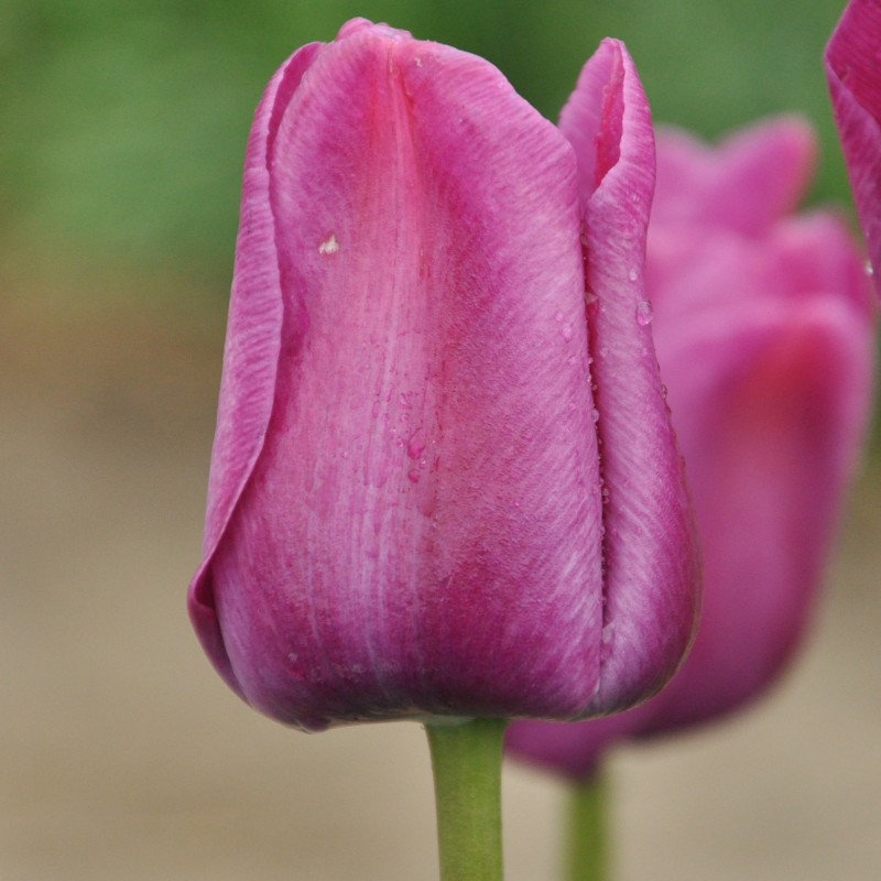 Tulipa 'Sanspareille'