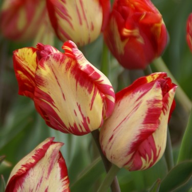 Tulipa 'Saskia'