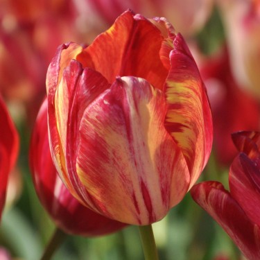 Tulipa 'Saskia'