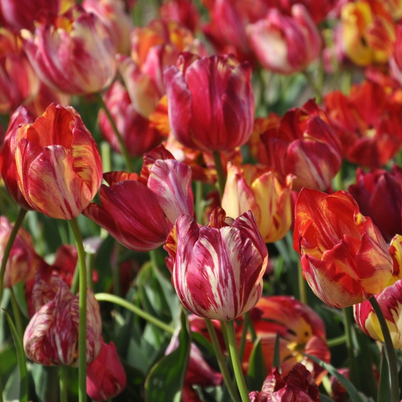 Tulipa 'Saskia'