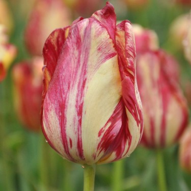 Tulipa 'Saskia'