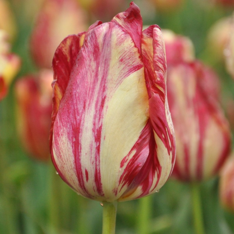 Tulipa 'Saskia'