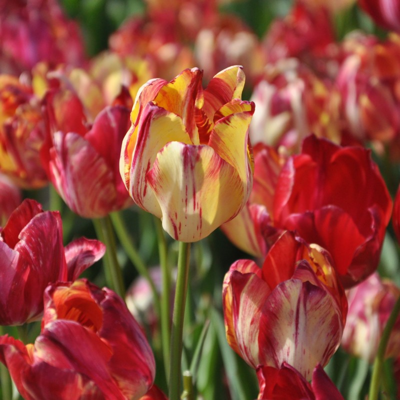Tulipa 'Saskia'