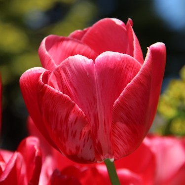 Tulipa 'Sieraad van Flora'