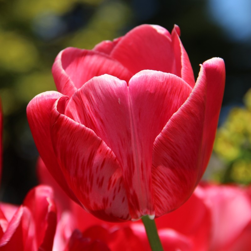 Tulipa 'Sieraad van Flora'