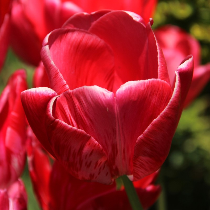 Tulipa 'Sieraad van Flora'