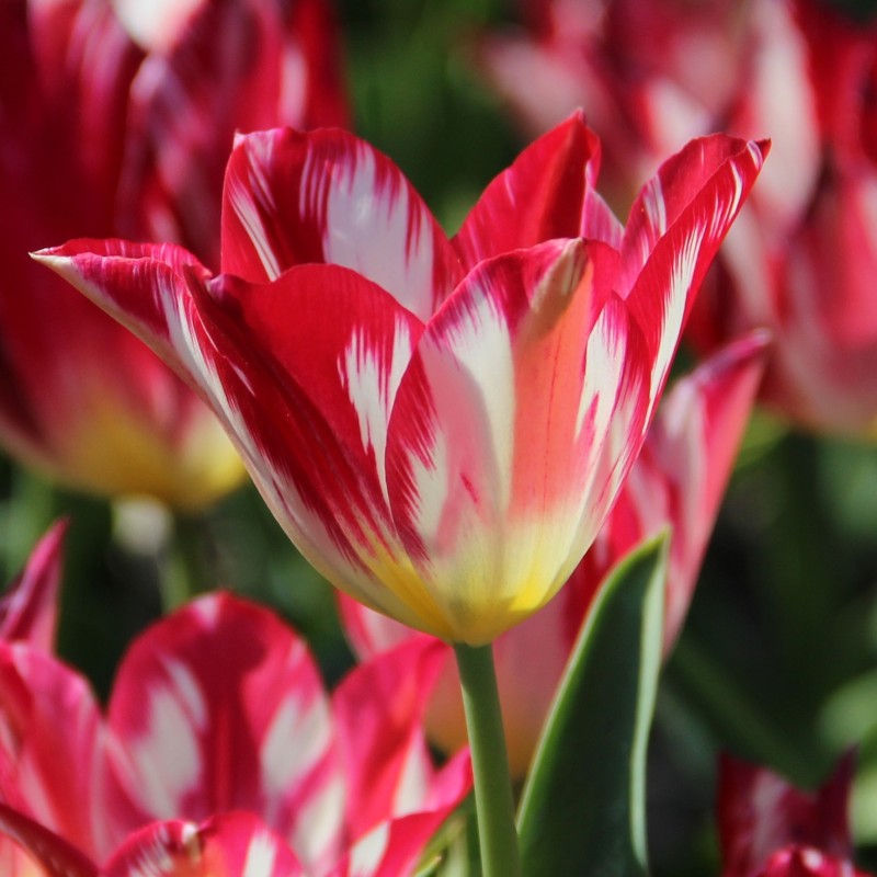 Tulipa 'Silver Standard'