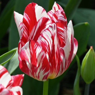 Tulipa 'Silver Standard'