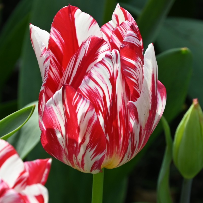 Tulipa 'Silver Standard'