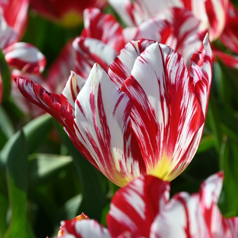 Tulipa 'Silver Standard'
