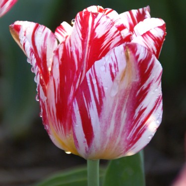 Tulipa 'Silver Standard'