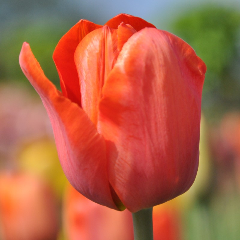 Tulipa 'Simon Bolivar'