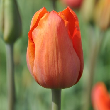 Tulipa 'Simon Bolivar'