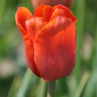 Tulipa 'Simon Bolivar'