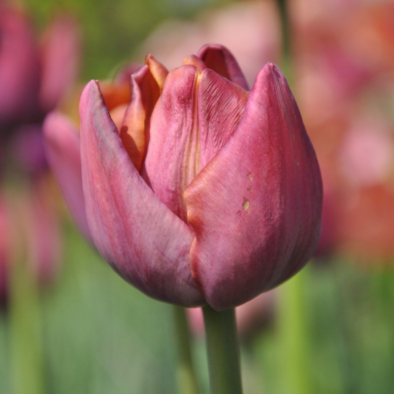 Tulipa 'Superba'