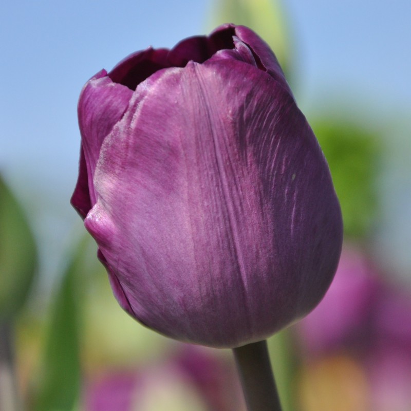 Tulipa 'Talisman'