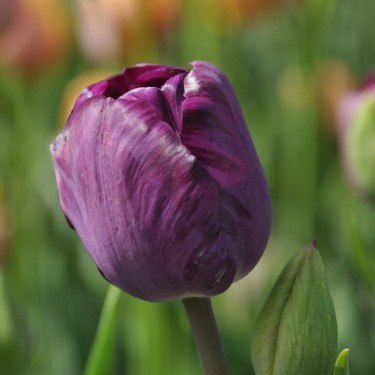 Tulipa 'Talisman'