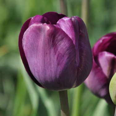 Tulipa 'Talisman'