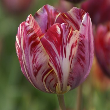 Tulipa 'The Lizard'