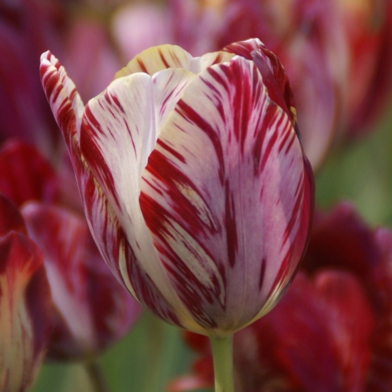 Tulipa 'The Lizard'