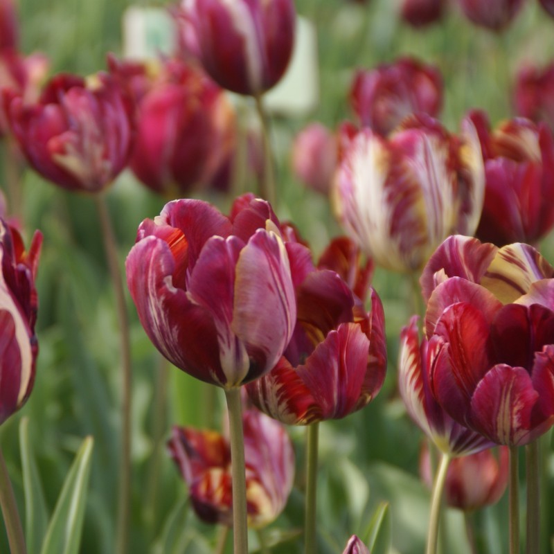Tulipa 'The Lizard'