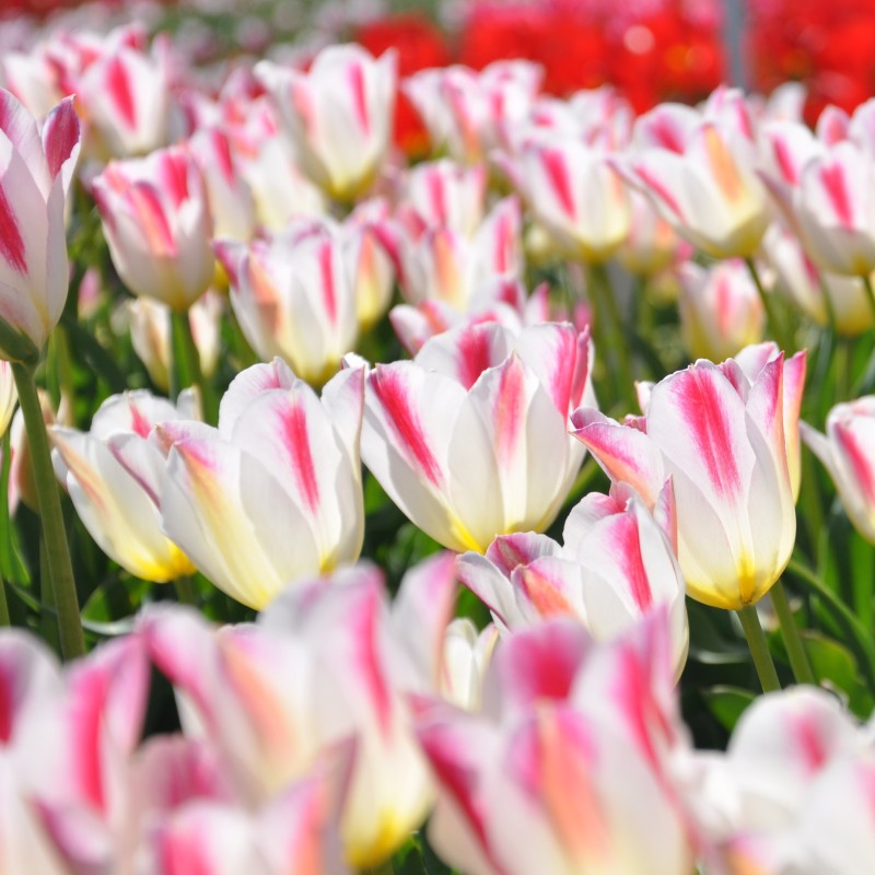 Tulipa 'Wapen van Leiden'