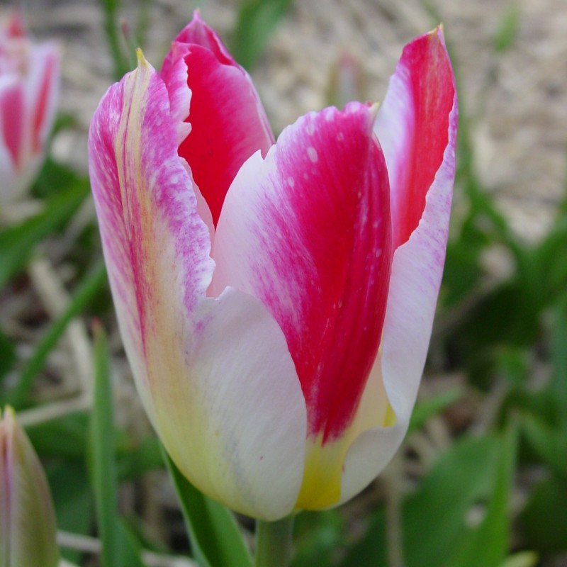 Tulipa 'Wapen van Leiden'