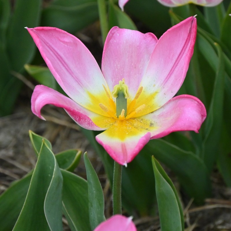 Tulipa 'Duc van Tol Rose'