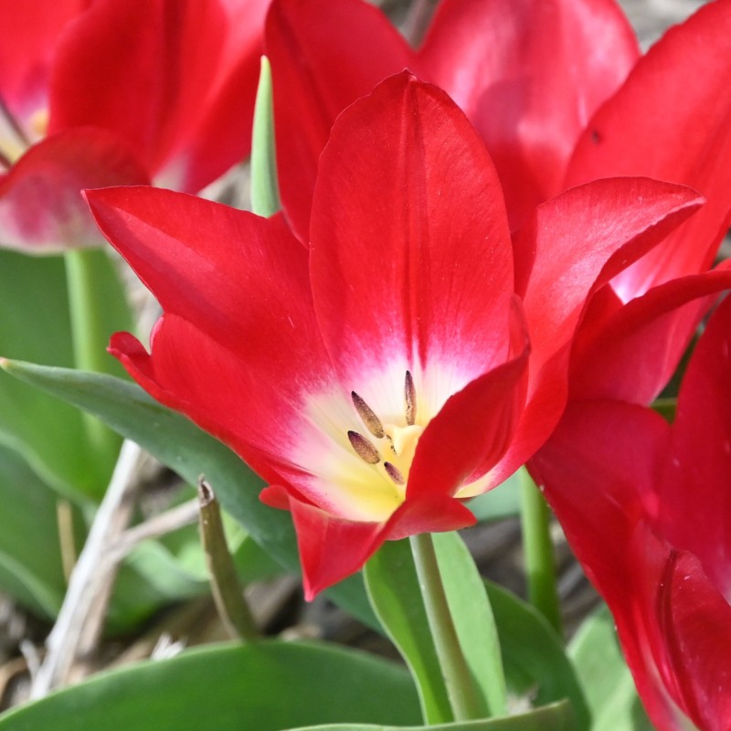Tulipa 'Joost van den Vondel'