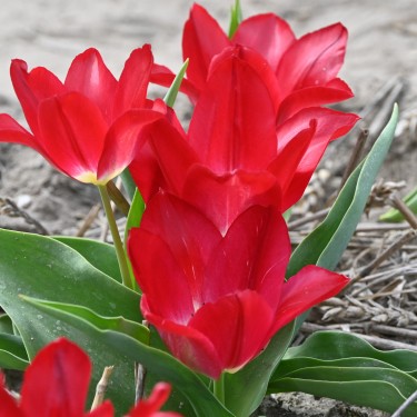Tulipa 'Joost van den Vondel'