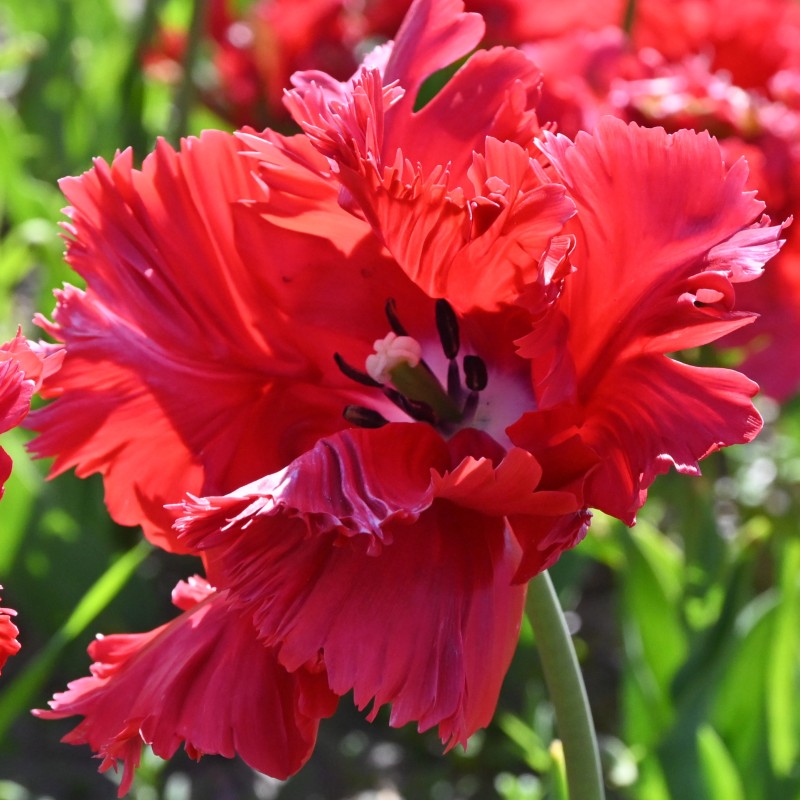 Tulipa 'Red Champion'