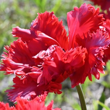 Tulipa 'Red Champion'