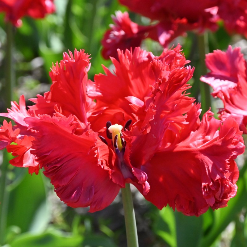 Tulipa 'Red Champion'