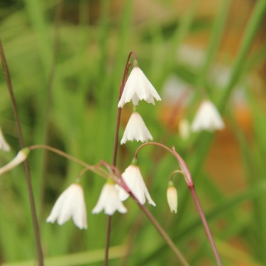 Acis autumnalis 'September Snow'