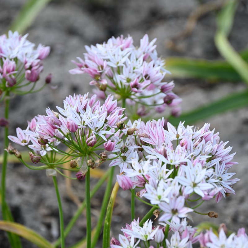 Allium 'Cameleon'