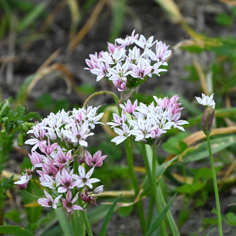 Allium 'Cameleon'