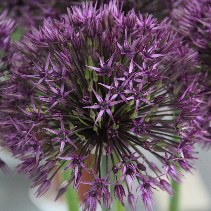 Allium 'Atlas' ® Allium 'Atlas' ®