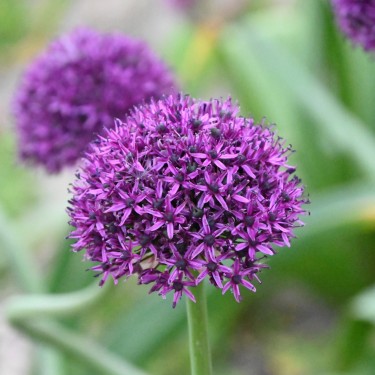 Allium 'Chicago'