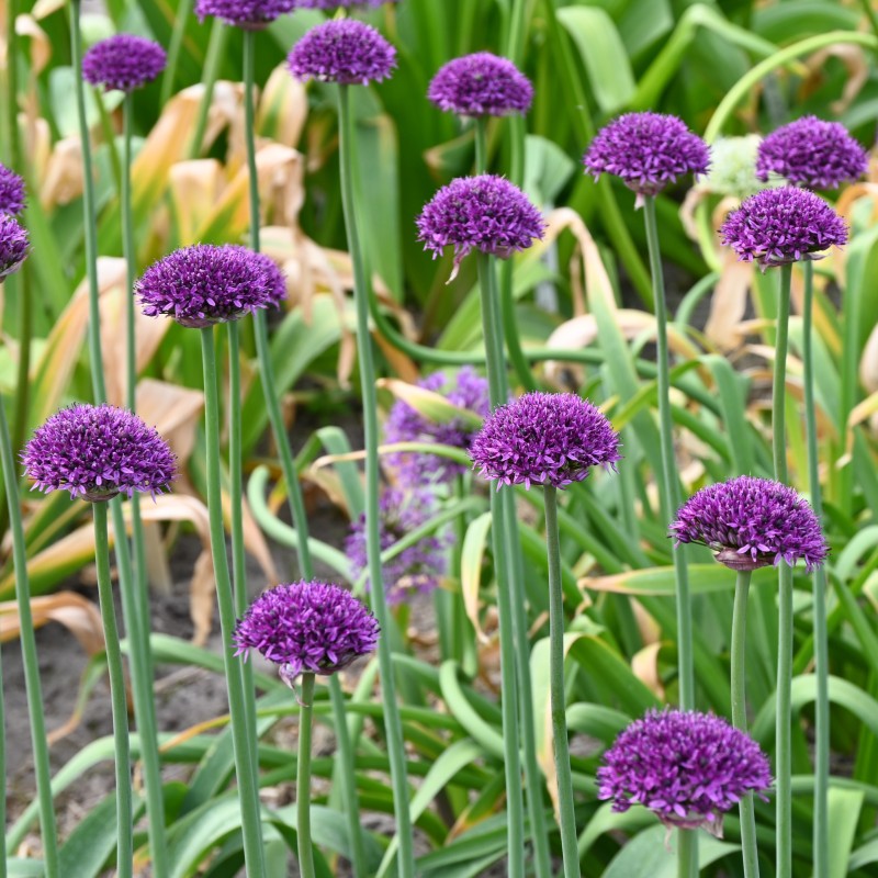 Allium 'Chicago' Allium 'Chicago'