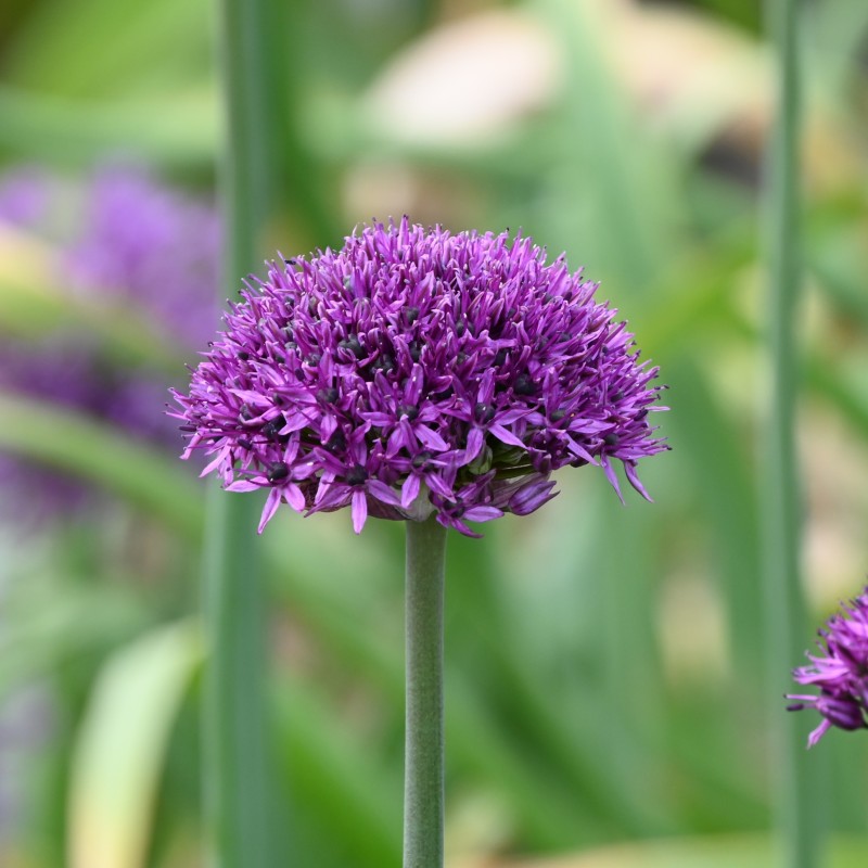 Allium 'Chicago' Allium 'Chicago'